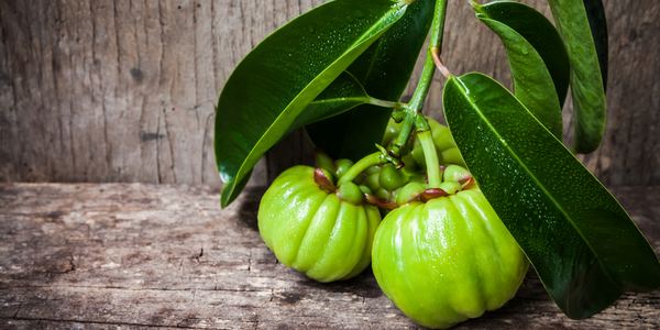 garcinia cambogia frutto